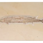Schnabelfisch Aspidorhynchus aus Solnhofen in Gesamtansicht.