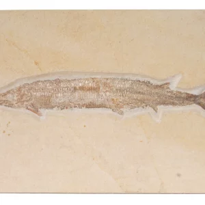 General view of beaked fish Aspidorhynchus from Solnhofen.