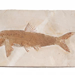 General view of the fish Ophiopsis from Solnhofen.