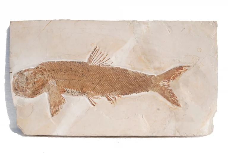 General view of the fish Ophiopsis from Solnhofen.