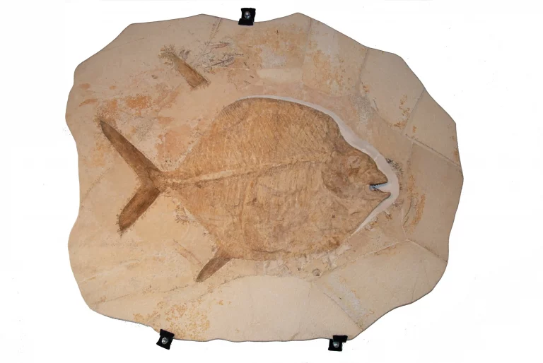 General view of the moonfish Gyrodus from Solnhofen.