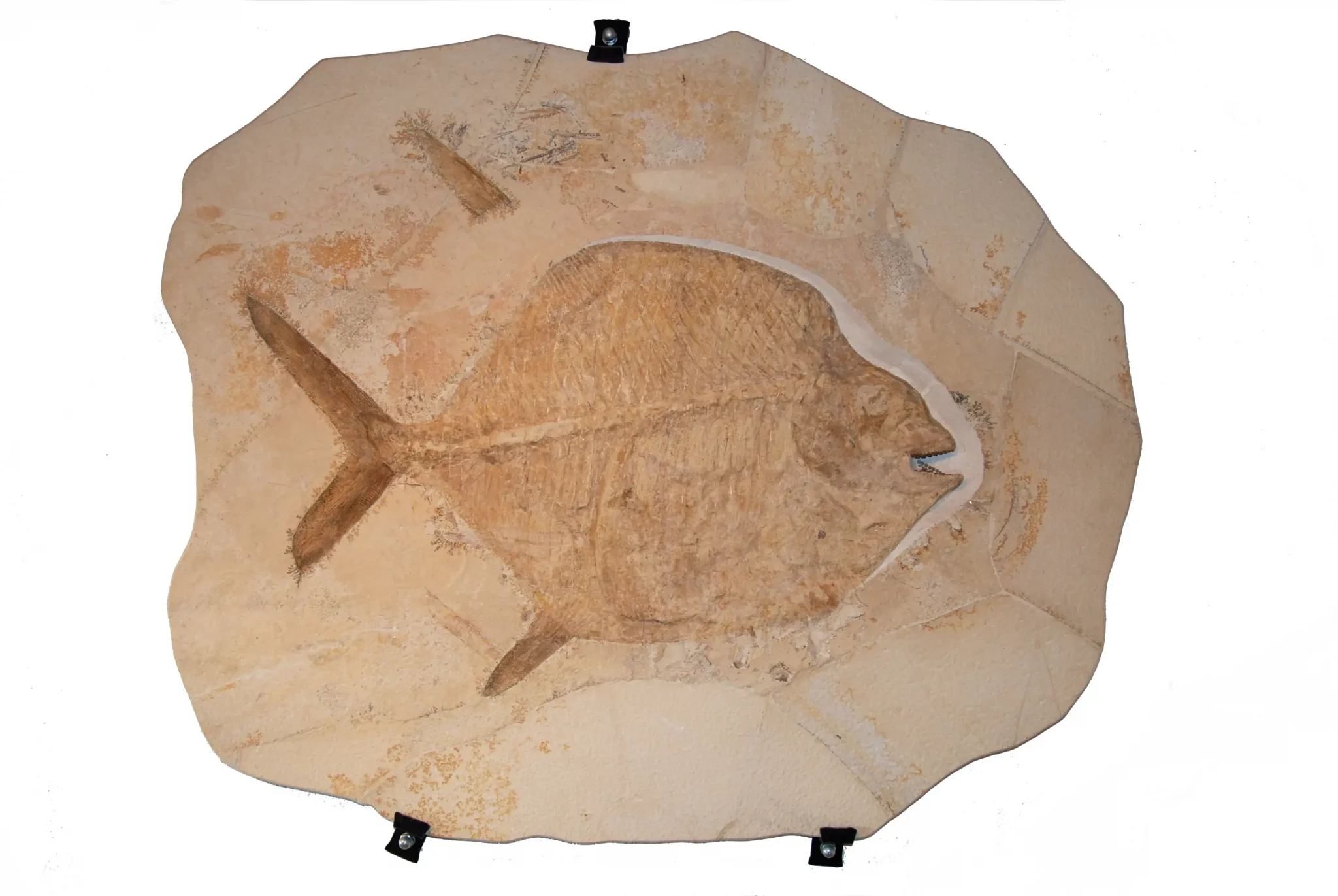 General view of the moonfish Gyrodus from Solnhofen.