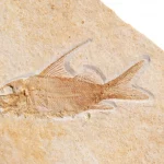 Solnhofen Propterus