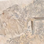 Fisch Gyrodus aus Solnhofen in Gesamtansicht.