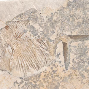 Fisch Gyrodus aus Solnhofen in Gesamtansicht.