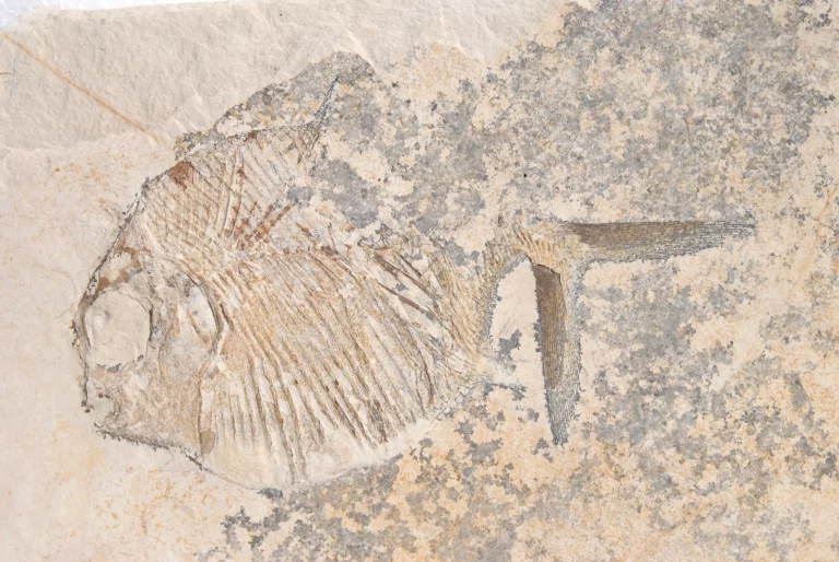 General view of the Gyrodus fish from Solnhofen.