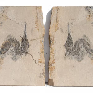 Solnhofen Belanostomus