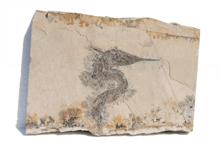 Solnhofen Belanostomus