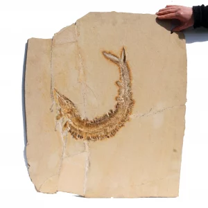 Solnhofen Aspidorhynchus