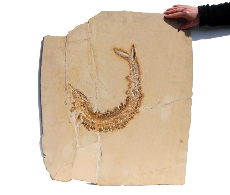 Solnhofen Aspidorhynchus