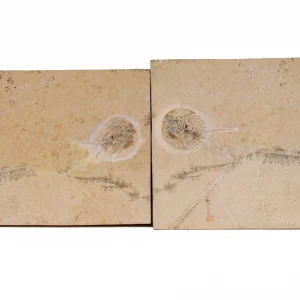 Pfeilschwanzkrebs Mesolimulus aus Solnhofen in gesamtansicht.