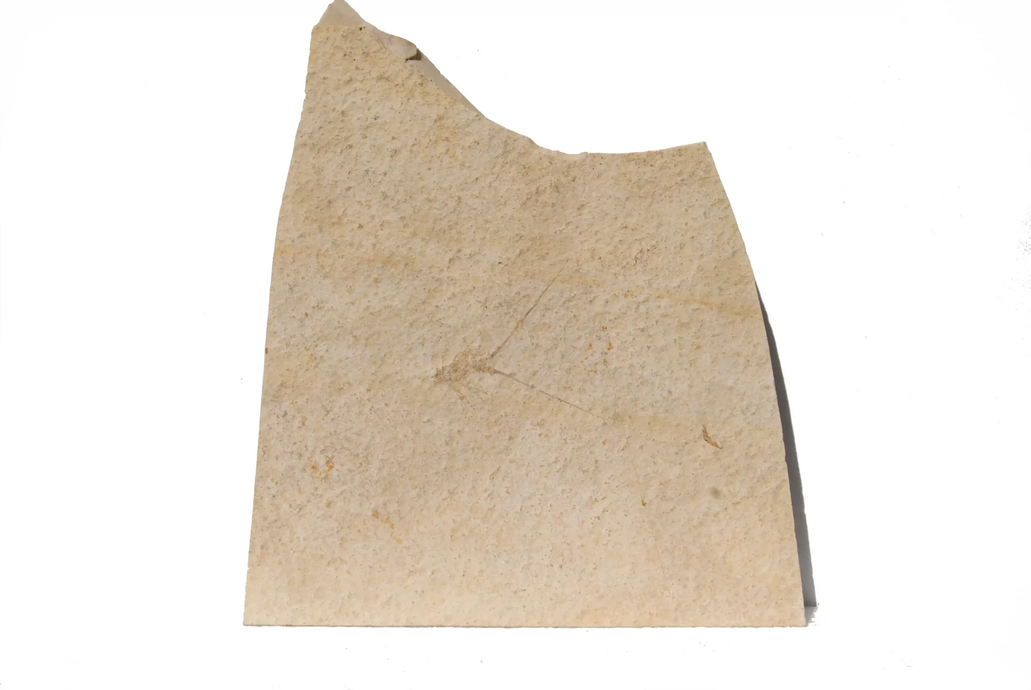 Solnhofen Palinurina