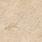 Solnhofen Palinurina