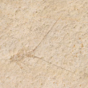 Solnhofen Palinurina