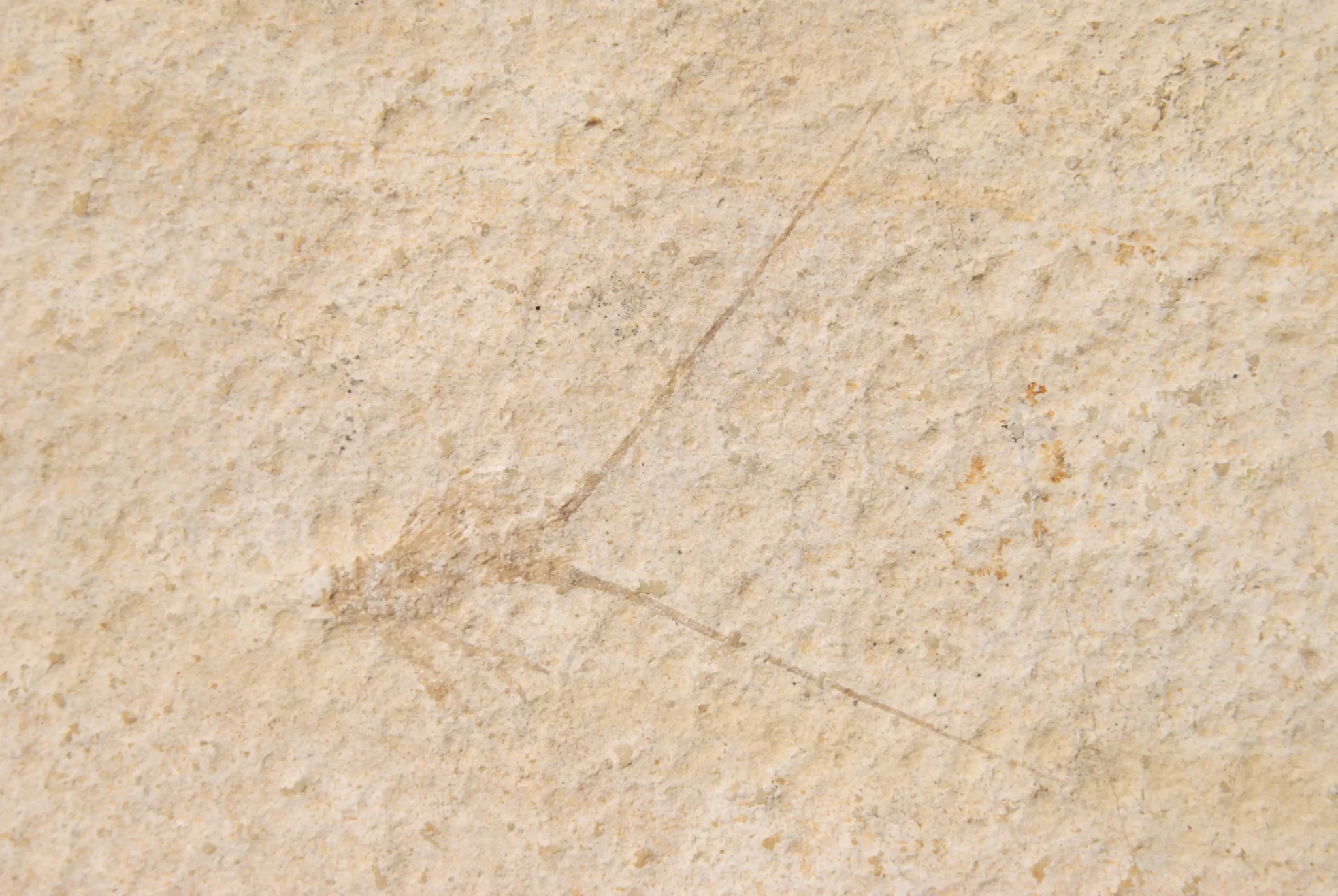 Solnhofen Palinurina