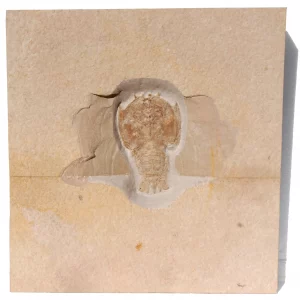 Krebs Eryon aus Solnhofen in Gesamtansicht.