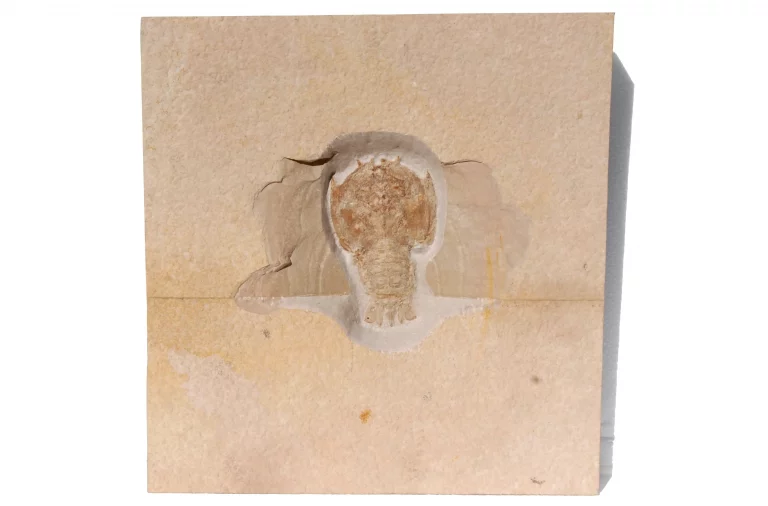 Krebs Eryon aus Solnhofen in Gesamtansicht.