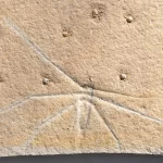 Wasserläufer Chresmoda aus Solnhofen in Detailansicht.