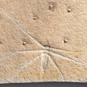 Wasserläufer Chresmoda aus Solnhofen in Detailansicht.