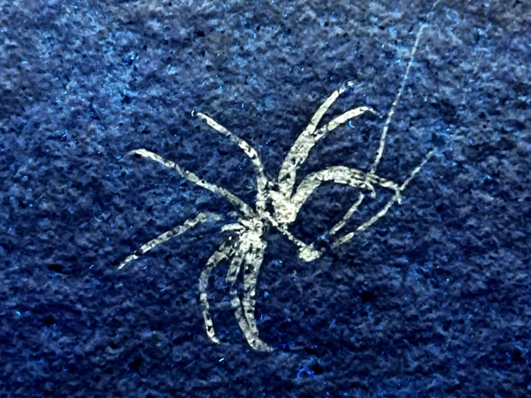 Solnhofen Phalangites