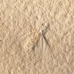 Fliege Musca aus Solnhofen im Detail.