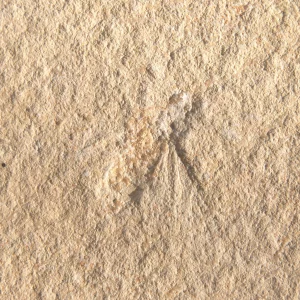 Fliege Musca aus Solnhofen im Detail.