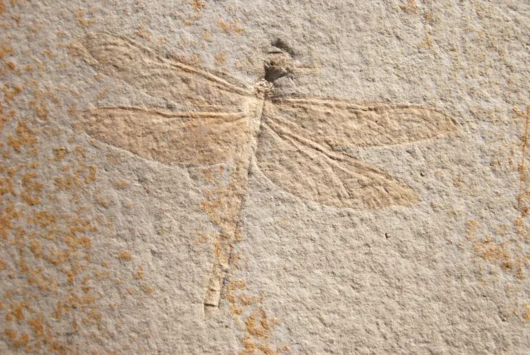 Solnhofen Dragonfly
