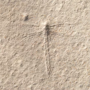Solnhofen Dragonfly