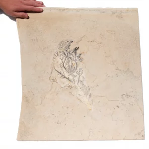 Softwood Palaeocyparis from Solnhofen in full view.