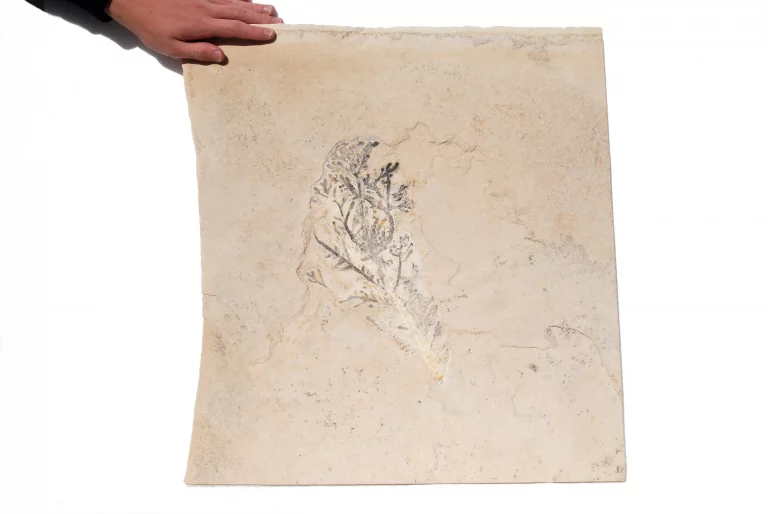 Softwood Palaeocyparis from Solnhofen in full view.