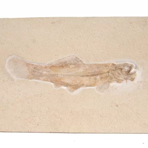 Broomfish Amiopsis from Solnhofen in general view.