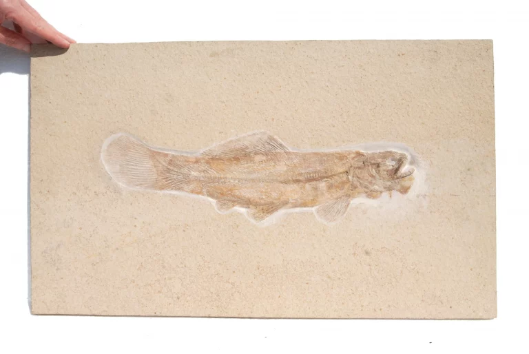 Besenfisch Amiopsis aus Solnhofen in Gesamtansicht.