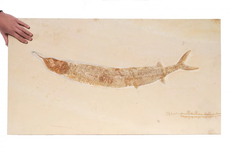 Solnhofen Aspidorhynchus