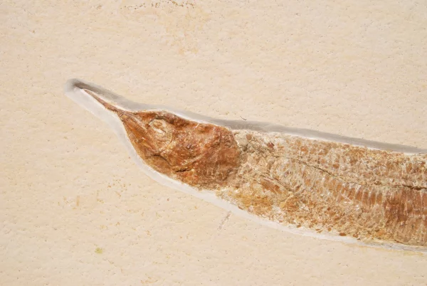 Metaneira Solnhofen Aspidorhynchus 152 million yrs. | Buy Deco object