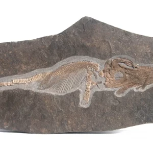 Fischsaurier Ichthyosaurus aus Holzmaden in gesamtansicht.