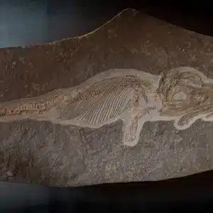 Holzmaden Ichthyosaurus