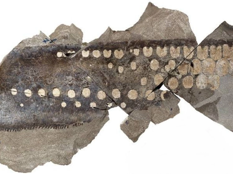 Fossile Flosse des Fischsauriers Ichthyosaurus mit Weichteilerhaltung