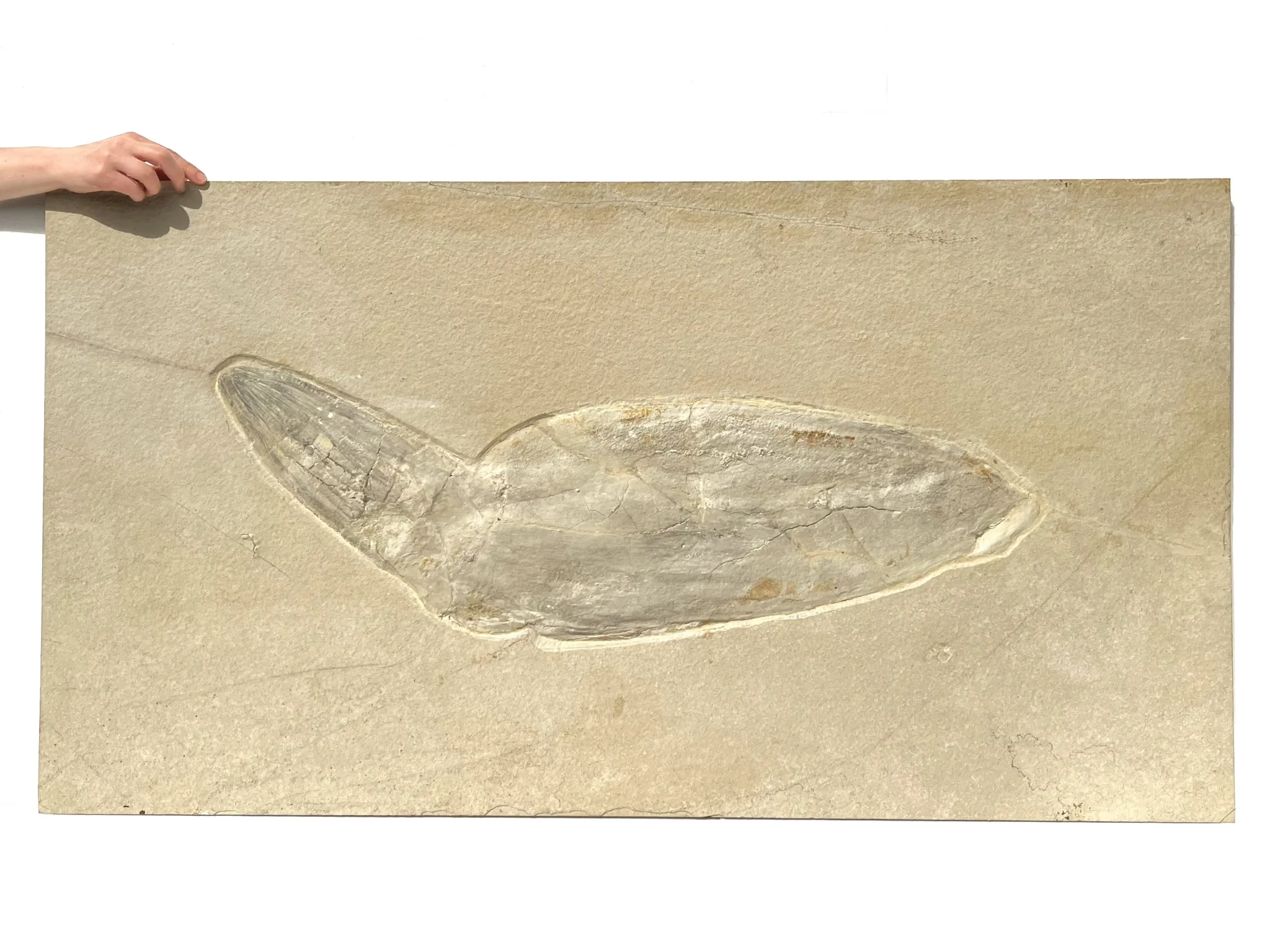 General view of octopus Leptoteuthis from Solnhofen.