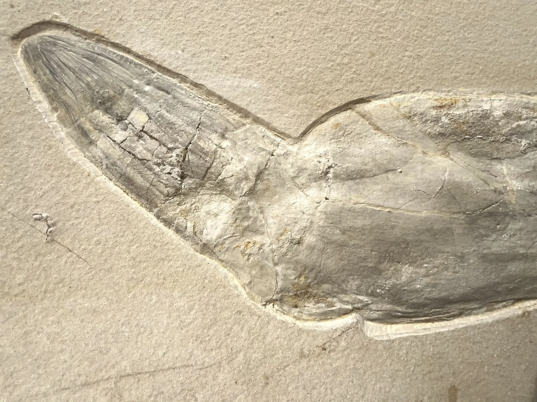 Solnhofen Leptoteuthis