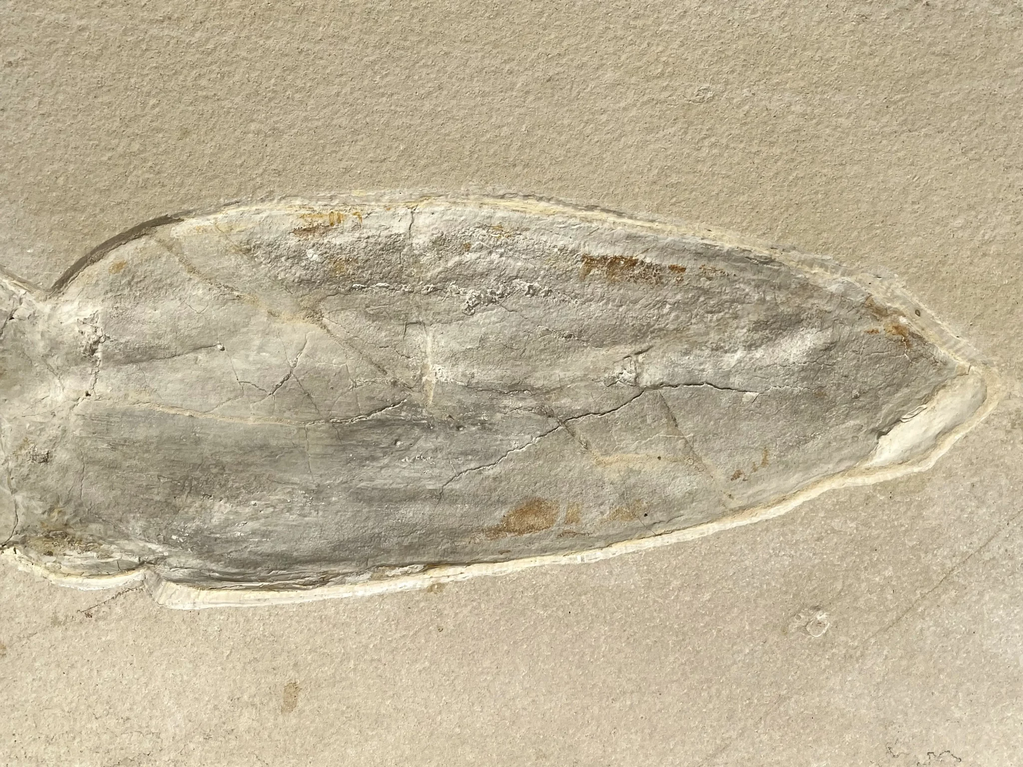 Solnhofen Leptoteuthis