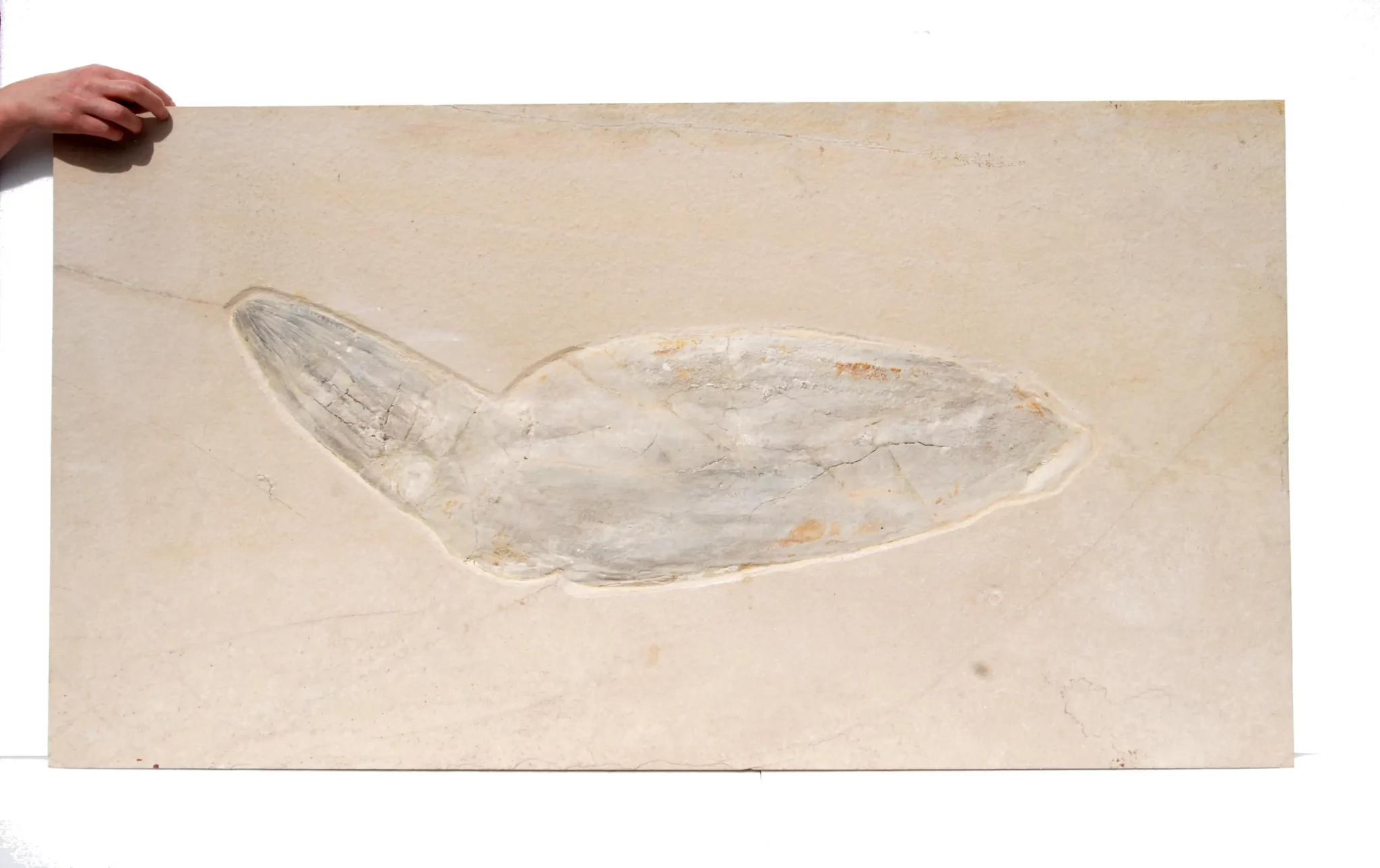 Solnhofen Leptoteuthis