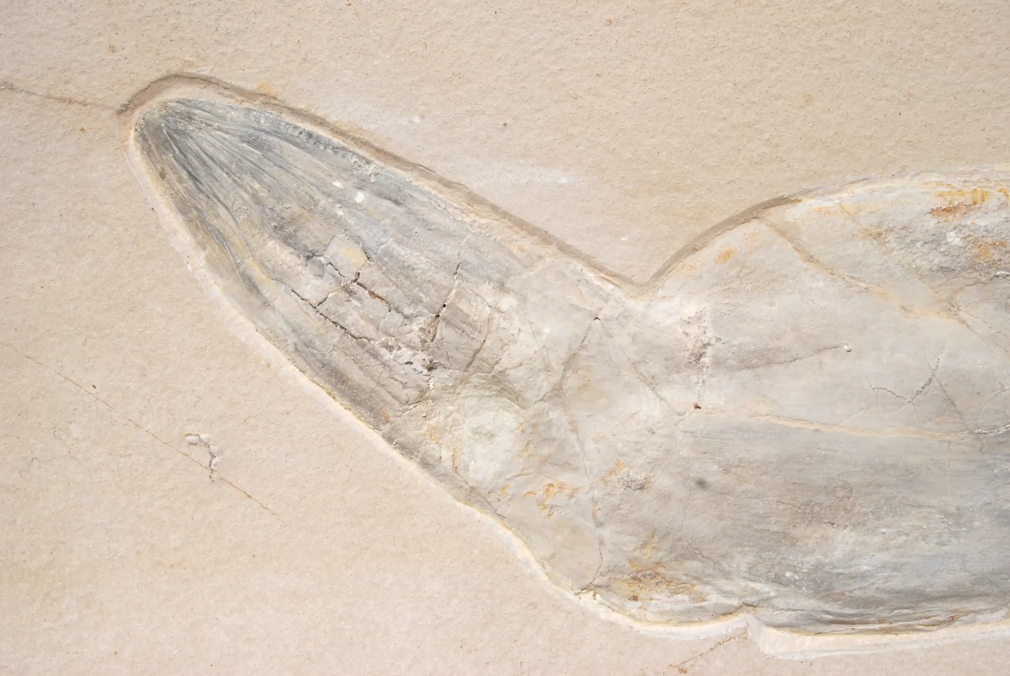 Solnhofen Leptoteuthis