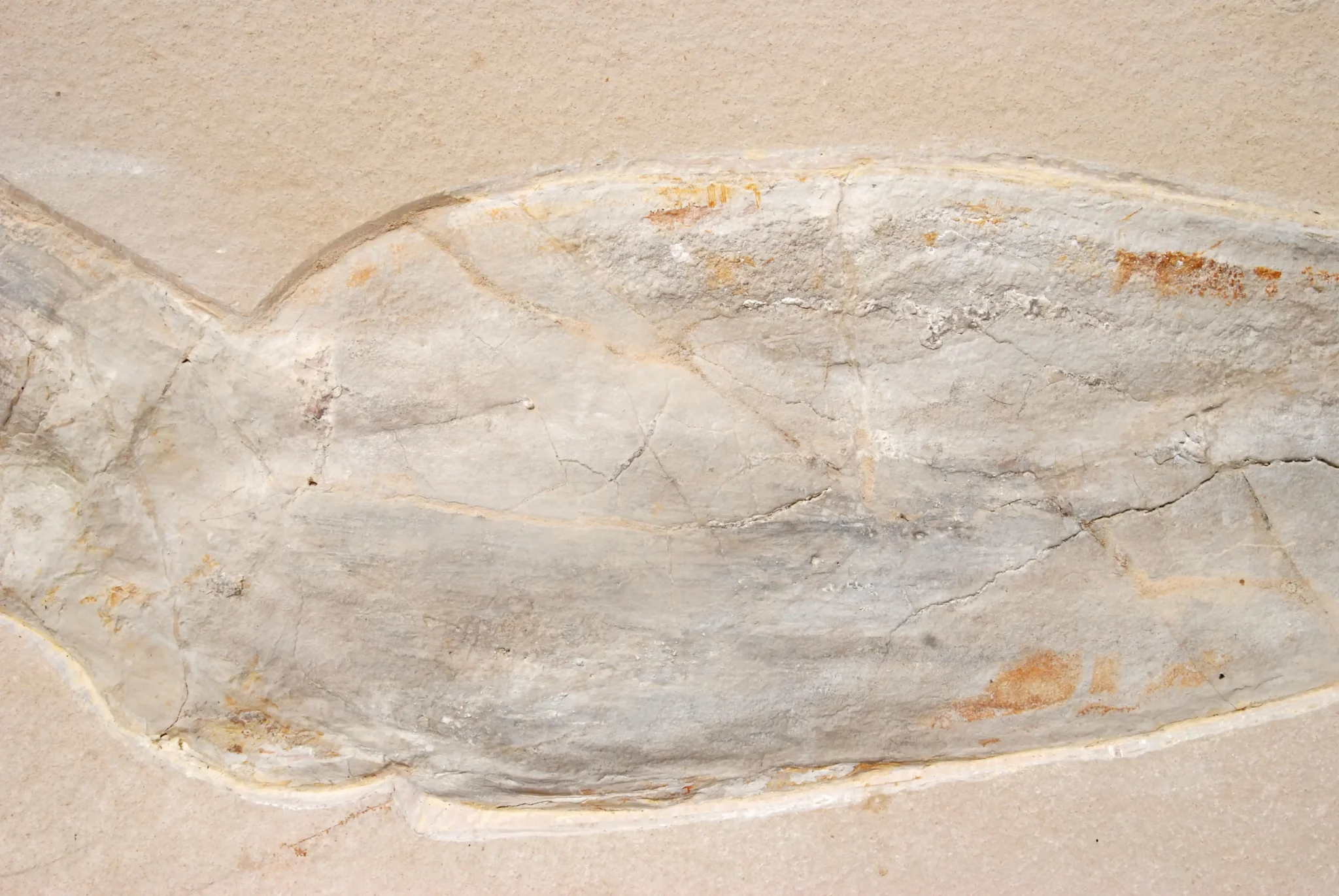 Solnhofen Leptoteuthis