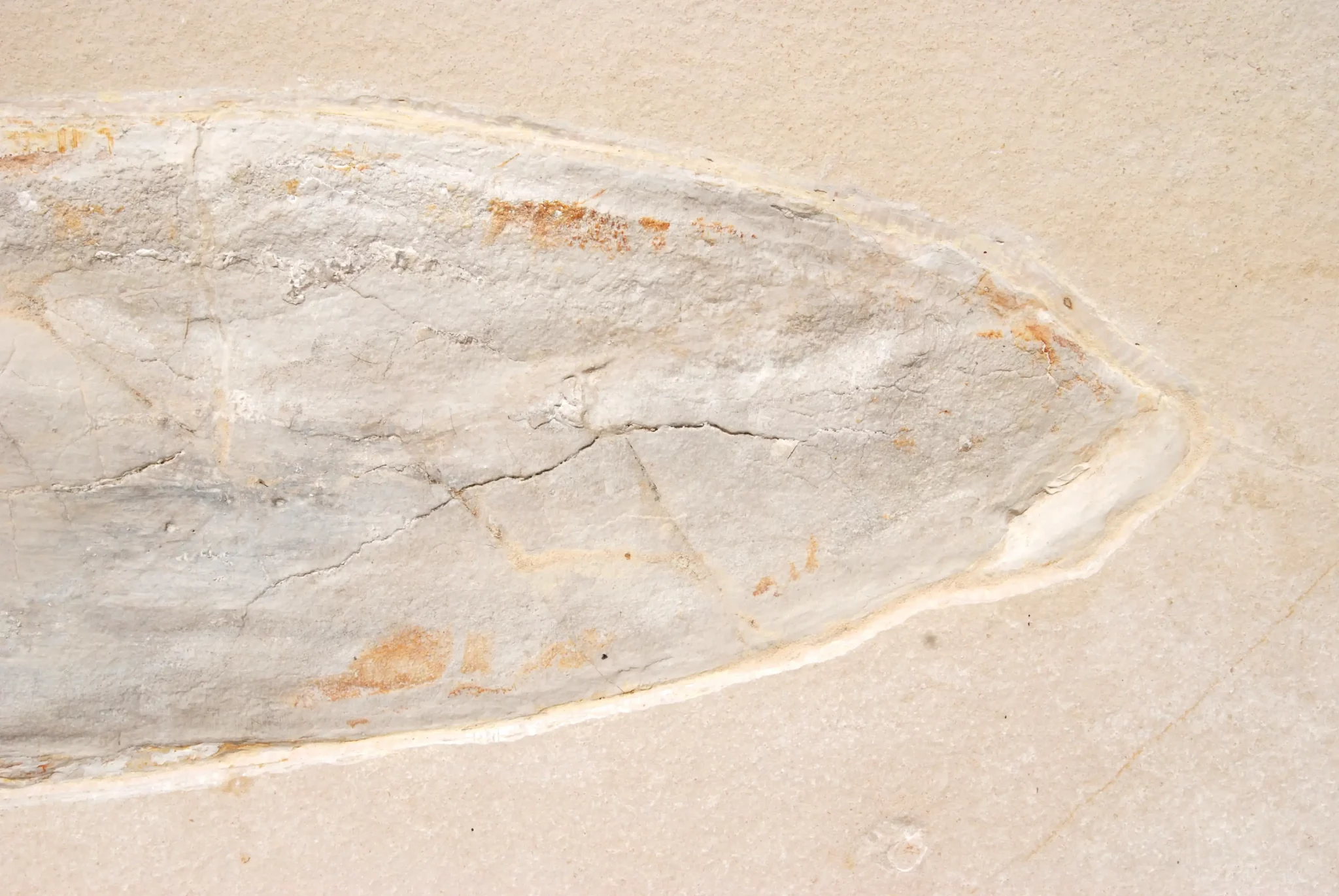 Solnhofen Leptoteuthis