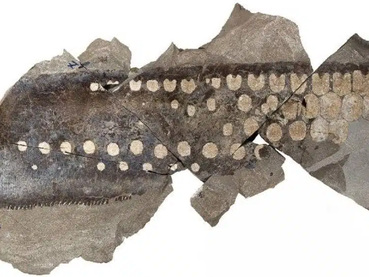 Flipper Of Temnodontosaurus Trigonodon With Soft Tissues 1