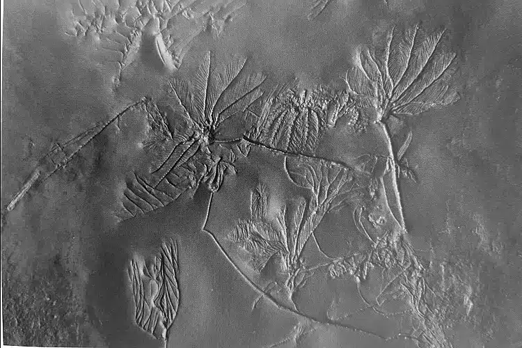 Karte "Suche Bundenbach Fossilien" Vorderseite