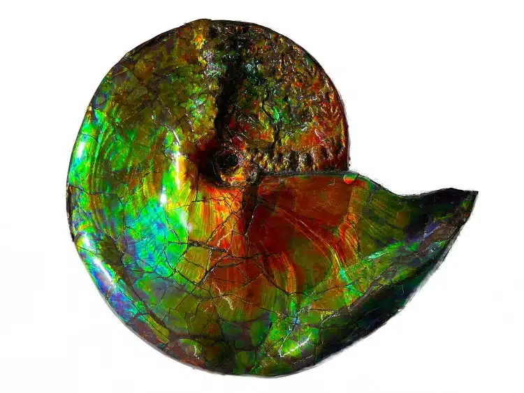 Ein Ammolite mit schillernder Schale