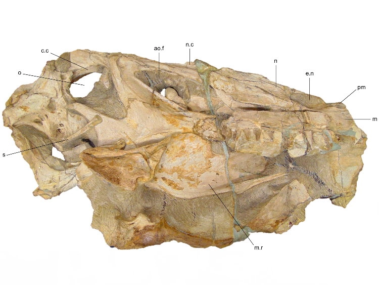 Irritator Fossil Brasilien